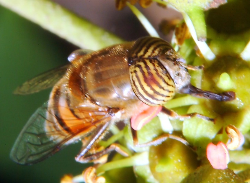 Le foto con il nuovo flash